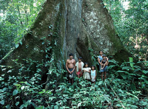guyanese forest