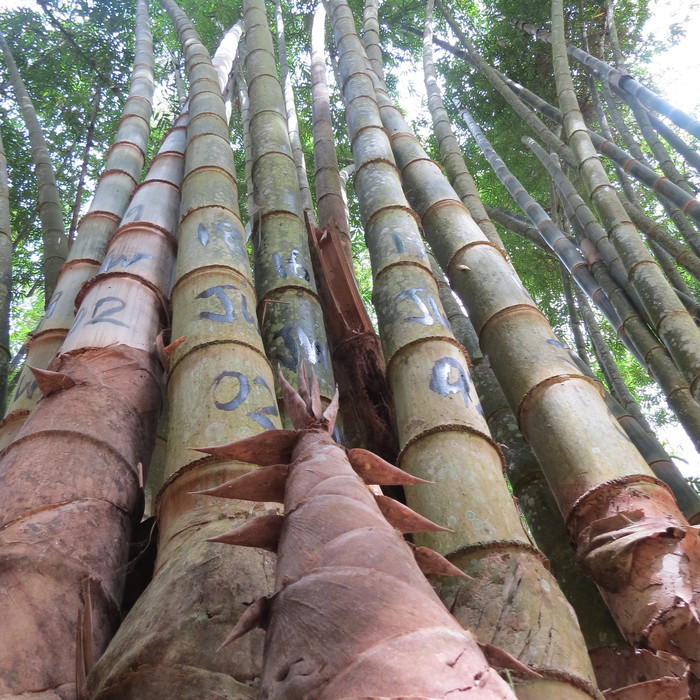 Standing tall<br><br>Bamboos are abundant and widely used. ITTO is helping member countries sustainably manage this great natural resource through projects, such as ITTO project PD 600/11 Rev.1 (I) in Indonesia.<br>
<br>
<em>Photo: T. Yanuariadi/ITTO</em>