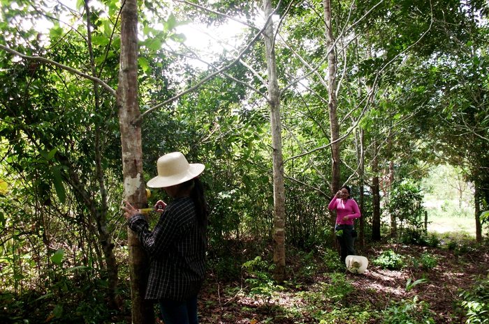Measuring recovery<br><br>ITTO project staff measure the diameter of taxi (<em>Tachigalis vulgaris</em>) in a former grazing area in the Amazon state of Pará, Brazil, which has been restored thanks to ITTO project PD 346/05 Rev.2 (F).<br>
<br>
<em>Photo: P. Vanessa/EMBRAPA</em>