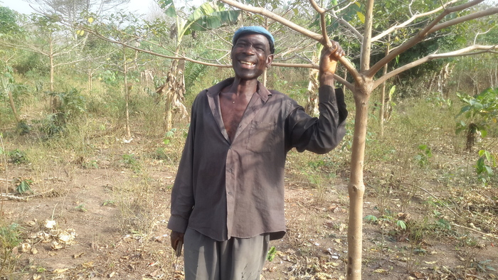 Rehabilitating degraded farms<br><br>A farmer stands alongside a<em> Terminalia superba </em>tree, which is being planted with plantain to enrich degraded farmlands in Ghana as part of activities under ITTO project PD 530/08 Rev.3 (F).<br>
<br>
<em>Photo: F. Tease/CSIR-FORIG</em>