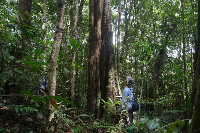 Forest surveys<br><br> ITTO projects help member countries assess the state of their forest resources, such as through project PD 635/12 Rev.2 (F) in Malaysia.<br>
<br>
<em>Photo: W. Cluny</em>