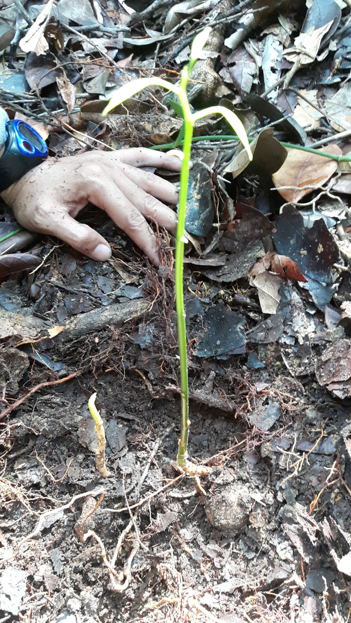 Regeneration<br><br>A shoot of kulim (<em>Scorodocarpus borneensis</em>) in Bukit Duabelas National Park, Indonesia, where ITTO project PD 710/13 Rev.1 (F) is supporting efforts to conserve high-value indigenous species.<br>
<br>
<em>Photo: FORDIA</em>