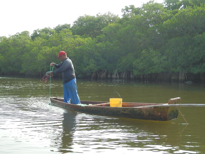 Mangroves and livelihoods<br><br>Mangroves are important ecosystems that support fisheries and other local livelihoods. ITTO project RED-PD 045/11 Rev.2 (M) has evaluated the value of the environmental services provided by flooded forests and mangroves in Veracruz, Mexico.<br>
<br>
<em>Photo: R. Carrillo/ITTO</em>