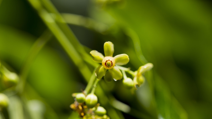 Modest and pretty<br><br>Flowers of mahogany (<em>Swietenia macrophylla</em>) in the Peruvian Amazon, where the ITTO–CITES Programme is assisting the CITES scientific authority in assessing the population dynamics of the species.<br>
<br>
<em>Photo: L. Ríos/CANDES</em>