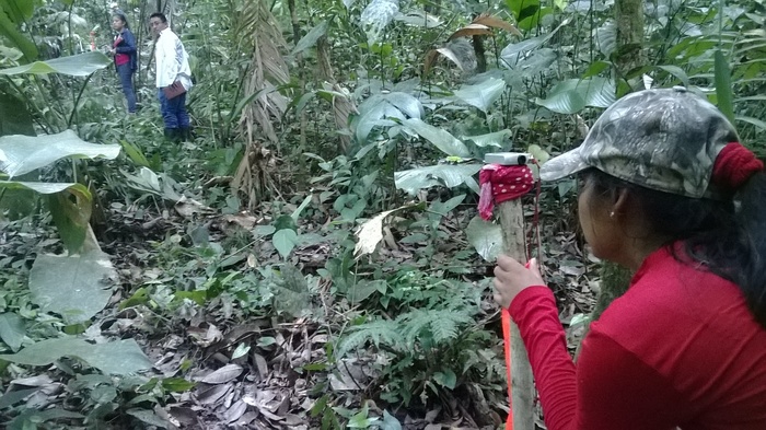 Species inventory<br><br>Foresters establish a monitoring plot during a national inventory of <em>Dalbergia </em>species in Guatemala, with support from the ITTO–CITES Programme.<br>
<br>
<em>Photo: R. Martínez/FNPV</em>