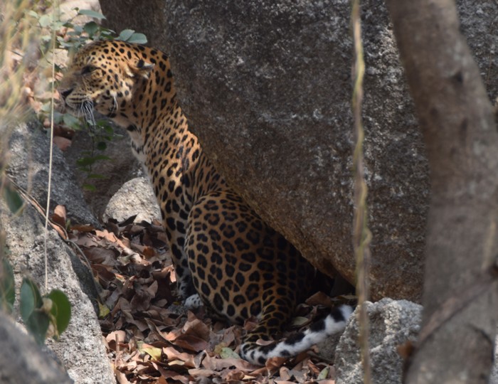 Leopard<br><br>A long-running ITTO project in the Emerald Triangle—a biodiversity hotspot shared by Cambodia, Lao PDR and Thailand that hosts threatened animals like the leopard—is supporting transboundary cooperation in conservation management.<br>
<br>
<em>Photo: Forestry Administration, Cambodia</em>