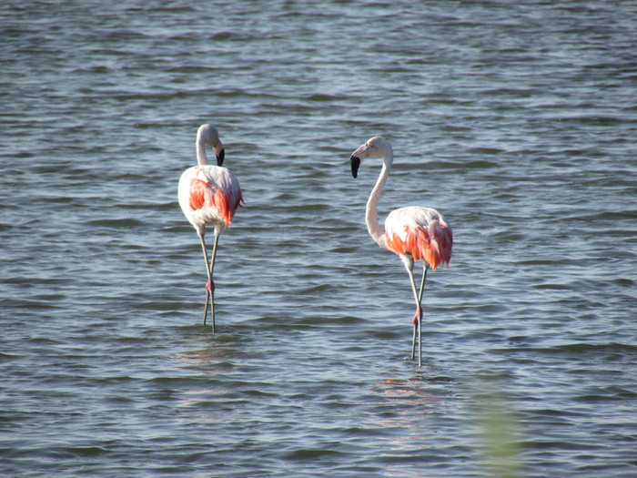 Biodiversity monitored<br><br>Flamingos wade through the Chulliyache mangroves in Peru, where biodiversity is being monitored under ITTO project PD 601/11 Rev.3 (F).<br>
<br>
<em>Photo: Mecanismos de Desarrollo Alterno</em>