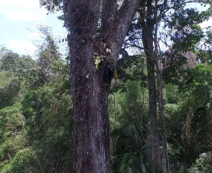 Time lapse<br><br>A field officer places a camera in a mahogany tree (<em>Swietenia macrophylla</em>) as part of a population dynamics study in the Peruvian Amazon, assisted by the ITTO–CITES Programme.<br>
<br>
<em>Photo: L. Ríos/CANDES</em>