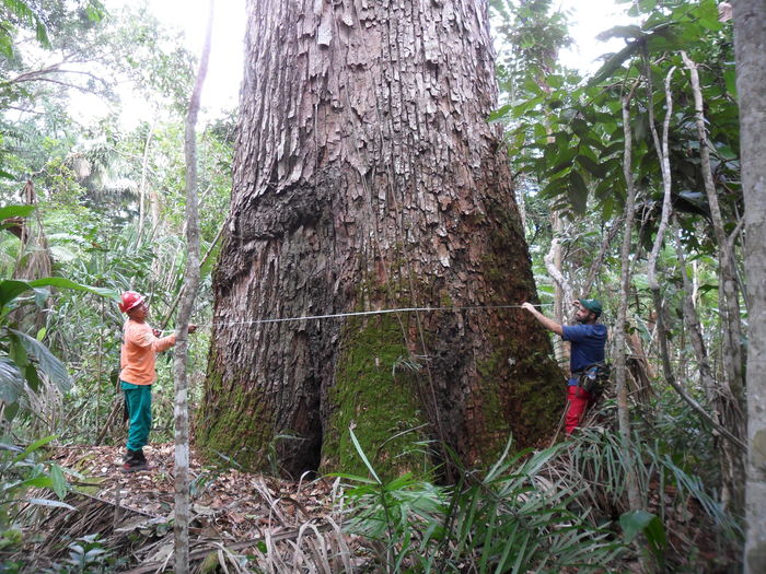 Brazilian cedar<br><br>Foresters measure the diameter of a Brazilian cedar (<em>Cedrelinga catenaeformis</em>), a species often found in association with mahogany trees. The ITTO–CITES Programme is helping Brazil better understand mahogany population dynamics.<br>
<br>
<em>Photo: S. Hirakuri/STCP</em>