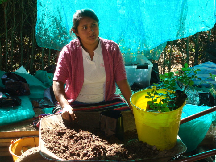 Restoration<br><br>A nursery worker tends seedlings for reforestation as part of ITTO project PD 351/05 Rev.1 (F) in Oaxaca, Mexico.<br>
<br>
<em>Photo: F. Reygada/INIFAP</em>