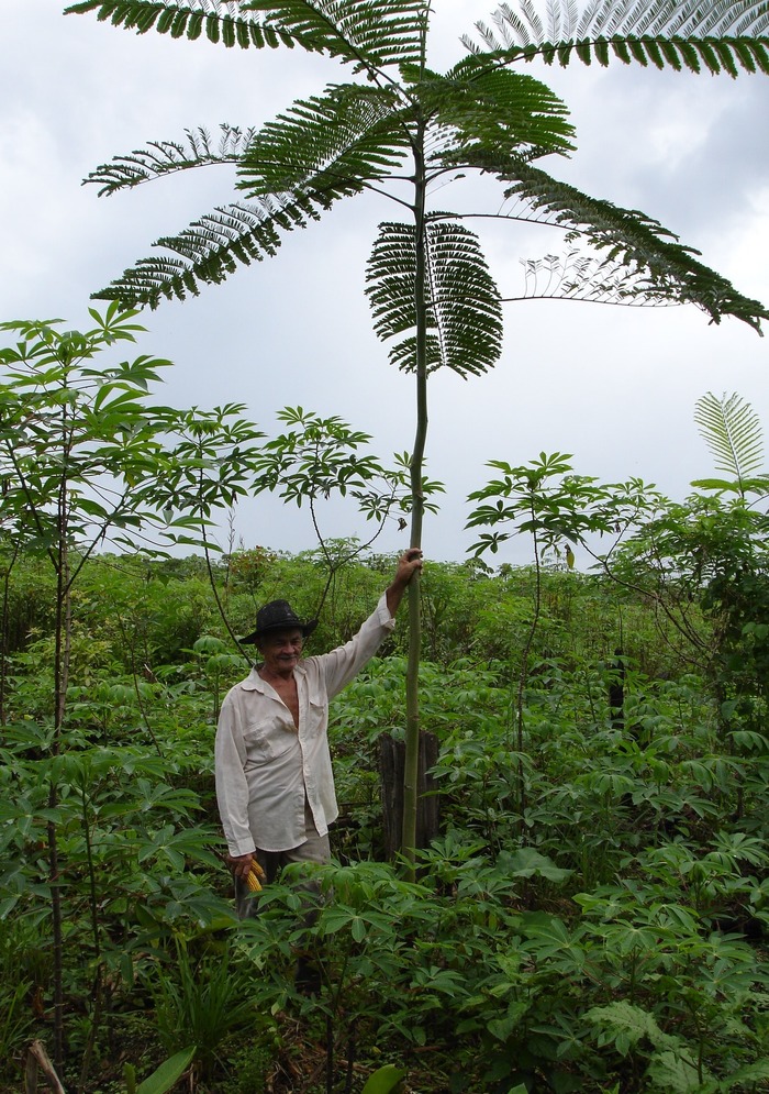 Proud farmer<br><br>A farmer stands alongside a paricá tree (<em>Schizolobium amazonicum)</em>, a species used in the restoration of degraded lands on family farms in the Amazon state of Pará, Brazil, with support from ITTO project PD 346/05 Rev.2 (F).<br>
<br>
<em>Photo: P. Vanessa/EMBRAPA</em>