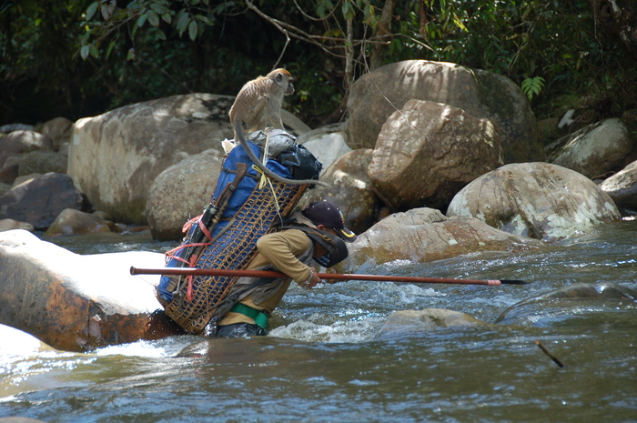 Local management<br><br>A hunter crosses a river in the Pulong Tau National Park in Sarawak, Malaysia, where ITTO project PD 635/12 Rev.2 (F) is assisting local authorities in their approach to managing the park’s buffer zone.<br>
<br>
<em>Photo: P. Chai </em>