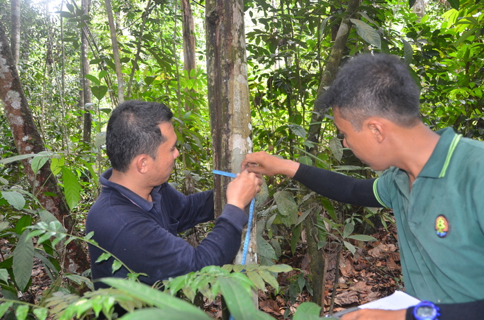 Inventory<br><br>Forest officers measure the diameter of an indigenous tree in Sumatra, Indonesia, as part of ITTO project PD 710/13 Rev.1 (F), which is supporting efforts is to conserve high-value indigenous species.<br>
<br>
<em>Photo: FORDIA</em>