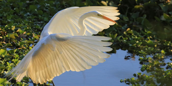 Taking flight<br><br>A heron in flooded forest in Veracruz, Mexico, which is home to a wide range of flora and fauna species. ITTO project RED-PD 045/111 Rev.2 (M) has assessed the full value of forests on the coastal plains of the Gulf of Mexico.<br>
<br>
<em>Photo: G. Sánchez Vigil</em>