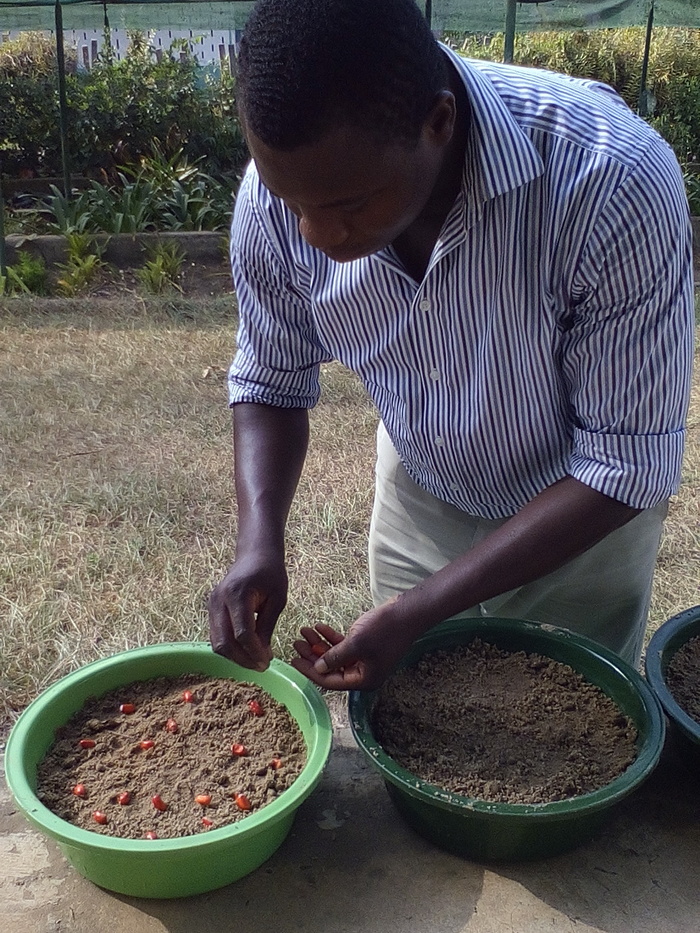 Germination tests<br><br>ITTO Fellow Paul Kweku conducts research on the seed quality of indigenous tree species in Ghana.<br>
<br>
<em>Photo: P. Kweku</em>