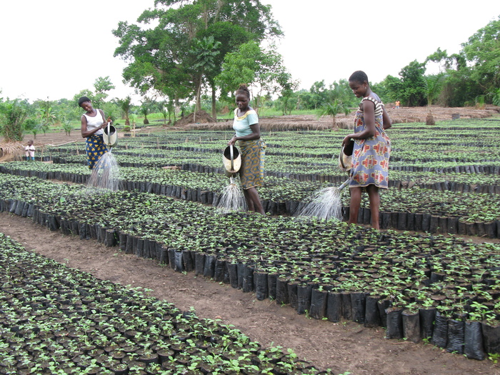 Watering<br><br>Staff tend tree seedlings in a nursery supported by ITTO project PD 678/12 Rev.1 (M) in Benin.<br>
<br>
<em>Photo: PAGEFCOM</em>