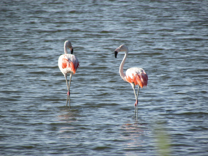 Biodiversity monitored<br><br>Flamingos wade through the Chulliyache mangroves in Peru, where biodiversity is being monitored under ITTO project PD 601/11 Rev.3 (F).<br>
<br>
<em>Photo: Mecanismos de Desarrollo Alterno</em>
