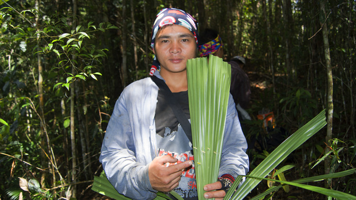 Versatile leaf<br><br>The licuala palm leaf is used as thatching in roofs as well as for fans and umbrellas by local people in the buffer zone of the Pulong Tau National Park, Sarawak, Malaysia, where ITTO project PD 635/12 Rev.2 (F) is helping improve forest management and boost livelihoods.<br>
<br>
<em>Photo: W. Pahon</em>