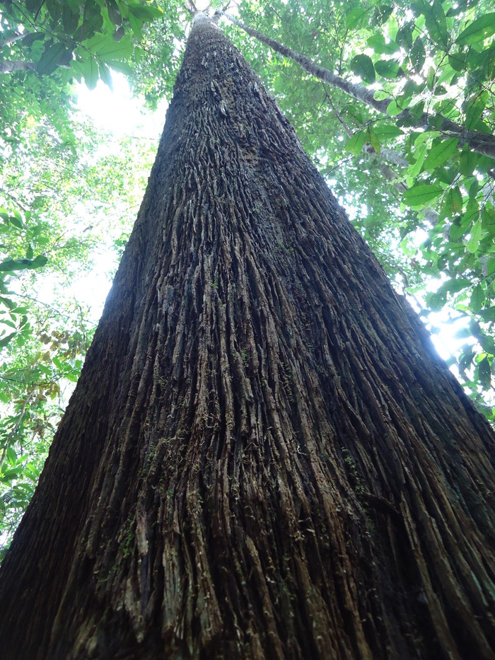 Indigenous heritage<br><br>A large specimen of andalas (<em>Morus macroura</em>) stands in a forest in Sumatra, Indonesia, where ITTO project PD 710/13 Rev.1 (F) is promoting the conservation of high-value indigenous tree species.<br>
<br>
<em>Photo: FORDIA</em>