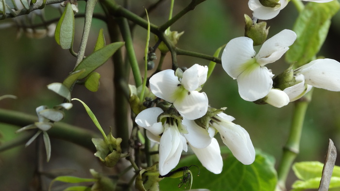 Flowering of Dalbergia retusa<br><br>The ITTO–CITES Programme supported an activity to gather information on <em>Dalbergia </em>tree species in Guatemala with a view to ensuring that international trade does not jeopardize their conservation.<br>
<br>
<em>Photo: M. Morales</em>