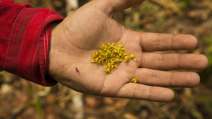 Tiny, but big<br><br>These flowers of mahogany (<em>Swietenia macrophylla</em>) were collected in the Peruvian Amazon, where the ITTO–CITES Programme is assisting CITES scientific authorities to assess the population dynamics of the species.<br>
<br>
<em>Photo: L. Ríos/CANDES</em>