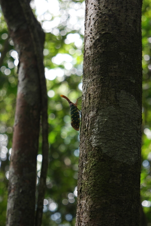 Bug biodiversity