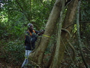 Sacred forest