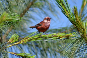 Wobbly warbler