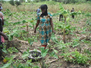 Agroforestry