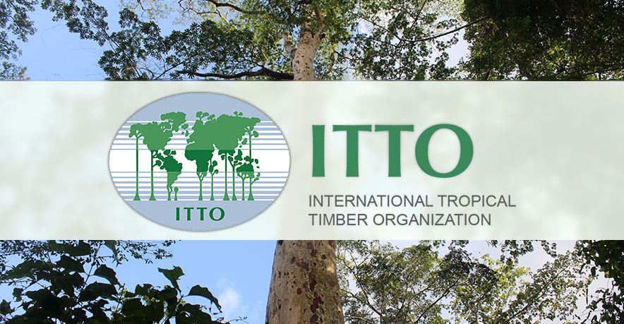 Manami Oshima | ITTO | The International Tropical Timber ...