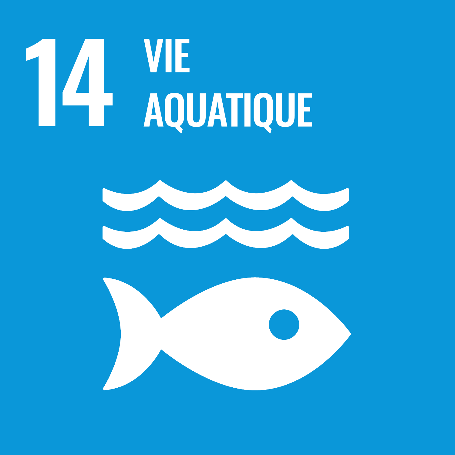 14 Vie aquatique